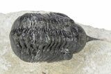 Bargain, Morocconites Trilobite Fossil - Ofaten, Morocco #340933-2
